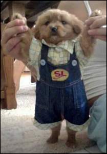 Click image for larger version. 

Name:	a-puppy-well-dressed.jpg 
Views:	499 
Size:	26.0 KB 
ID:	2197