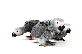 Name:  609e26c8738dc0647b36baeff3d759f5.jpg
Views: 1003
Size:  7.8 KB