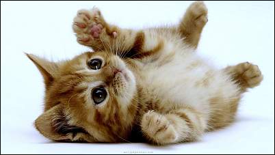 Click image for larger version. 

Name:	kitten-3.jpg 
Views:	339 
Size:	47.6 KB 
ID:	2709