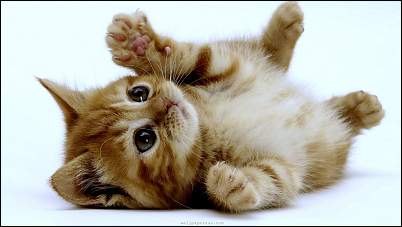 Click image for larger version. 

Name:	kitten-3.jpg 
Views:	747 
Size:	47.6 KB 
ID:	2709