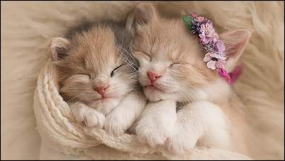 Click image for larger version. 

Name:	sow-sweet.jpg 
Views:	690 
Size:	48.8 KB 
ID:	2713
