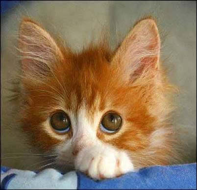 Click image for larger version. 

Name:	big-eye-kitty.jpg 
Views:	711 
Size:	15.5 KB 
ID:	2715