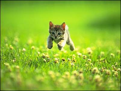 Click image for larger version. 

Name:	jumping-kitten.jpg 
Views:	271 
Size:	42.4 KB 
ID:	2720