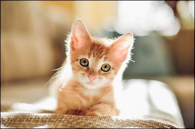 Click image for larger version. 

Name:	staring-kitten.jpg 
Views:	692 
Size:	34.0 KB 
ID:	2722