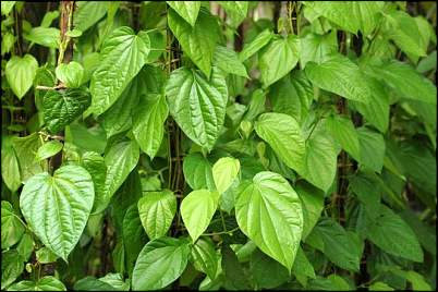 Click image for larger version. 

Name:	Betel-Leaf.jpg 
Views:	373 
Size:	52.1 KB 
ID:	2739